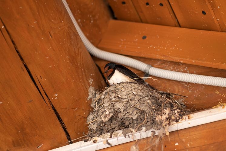 Bird nest on front porch roof