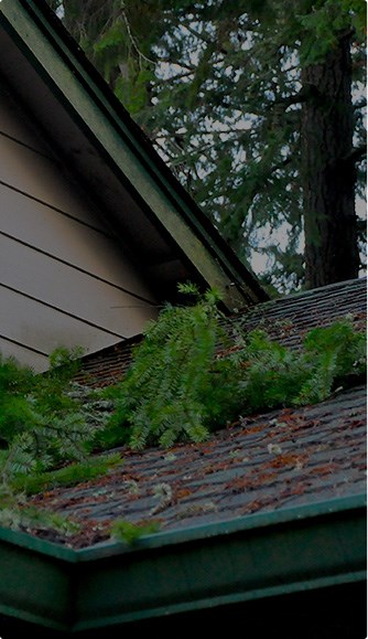 emergency roof repair for fallen tree damage in New Bedford