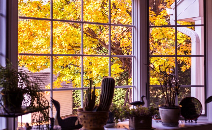 Massachusetts style bay window with plants
